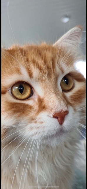 sibirisk katt Mir